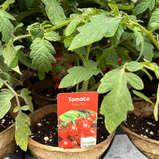 4" Tomato Topsy Tom