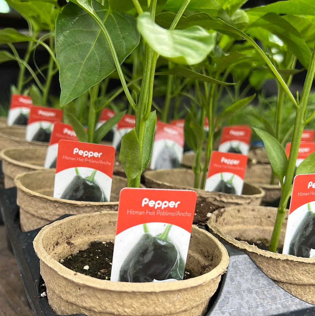 4" Hot Peppers