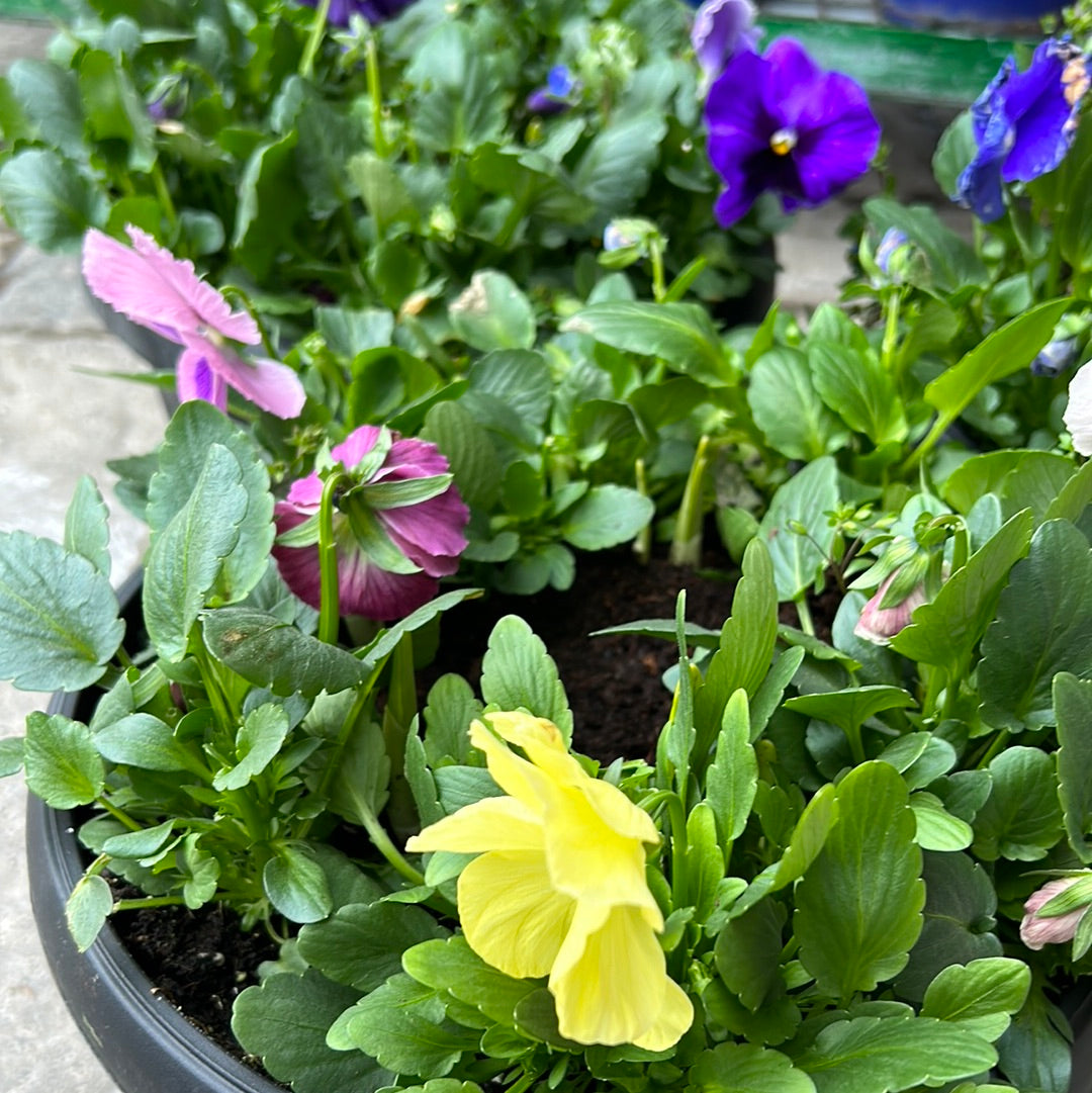 11” Pansy Planter with Daffodil