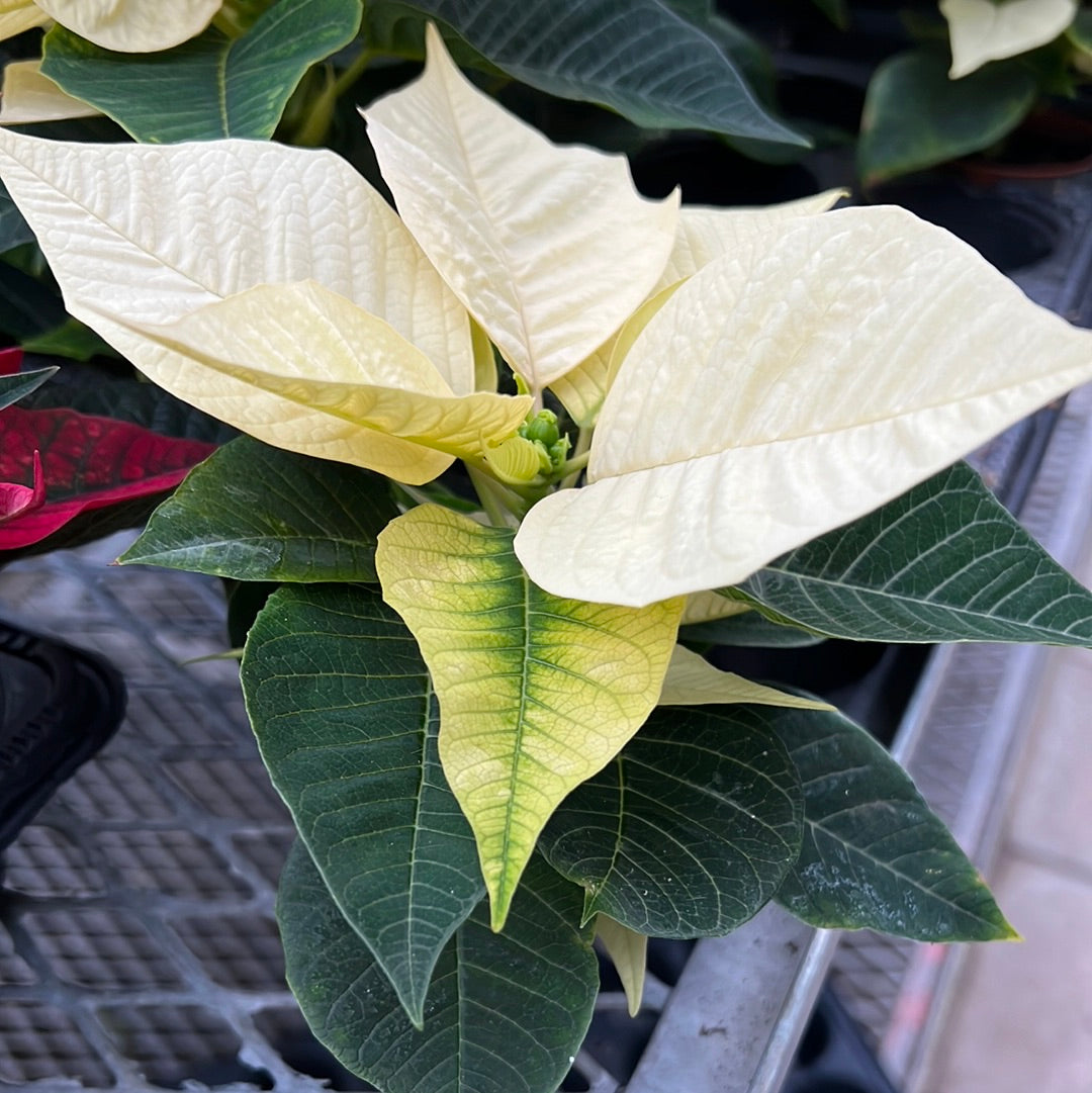 Poinsettia