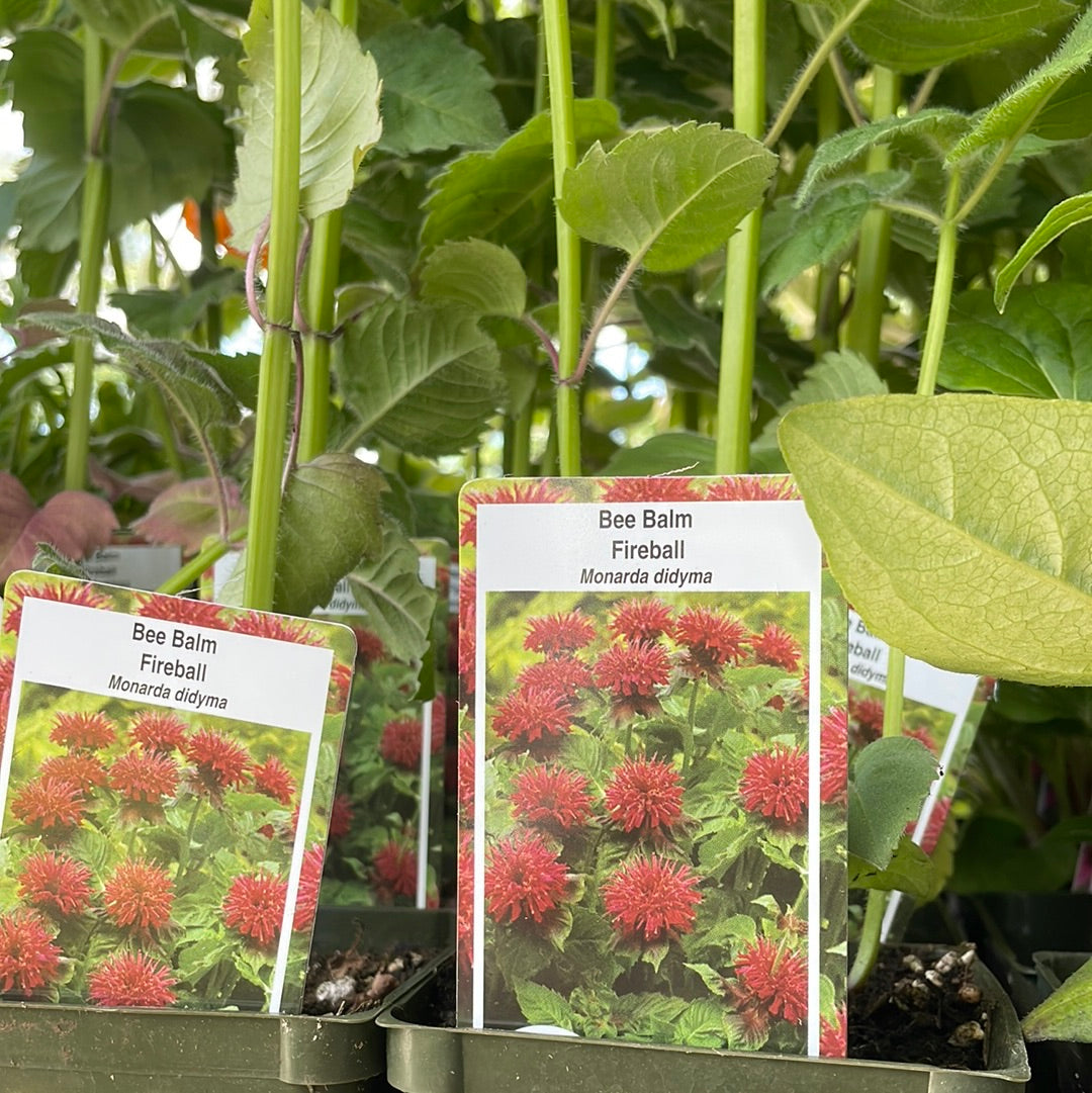4" Bee Balm 'Monarda'