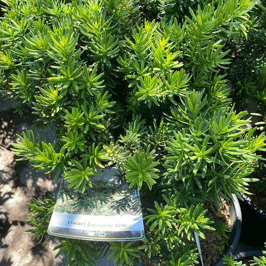 Japanese Dwarf Yew