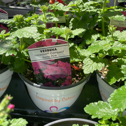 4" Verbena
