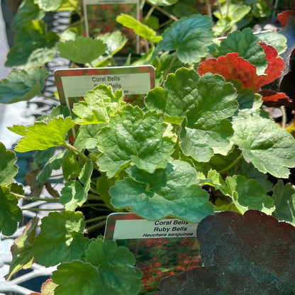 4.5" Heuchera (Coral Bells)