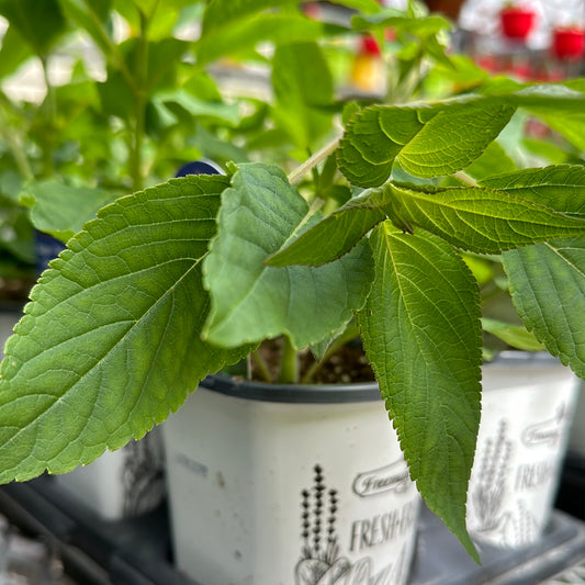 4" Sage (Herb)